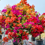 2 Assorted Bougainvillea Plants Live, Flowering Bougainvillea Vine for Outdoor Garden or Trellis, 5-9 Inch Tall, Very Hardy