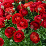 25 Ranunculus Bulbs for Spring Planting, Perennial Flowers Bulbs for Gardens, Vibrant Peony Buttercup Corms for Outdoor Borders (Red Ranunculus)