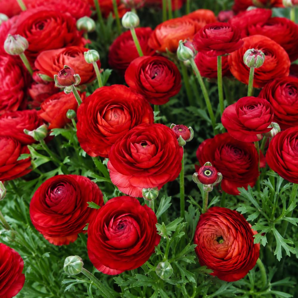 25 Ranunculus Bulbs for Spring Planting, Perennial Flowers Bulbs for Gardens, Vibrant Peony Buttercup Corms for Outdoor Borders (Red Ranunculus)