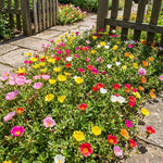 Moss Rose Plants Live, 4-8 Inches Tall, Portulaca Flower Plant, Drought Tolerant Outdoor Ground Cover, Colorful Blooming Succulent for Garden