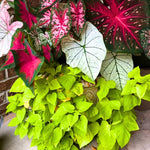 Set 2 Caladium Plants, Mix Caladium Houseplant Live 4-6 Inches Tall, Garden and Container Growing (Mix)
