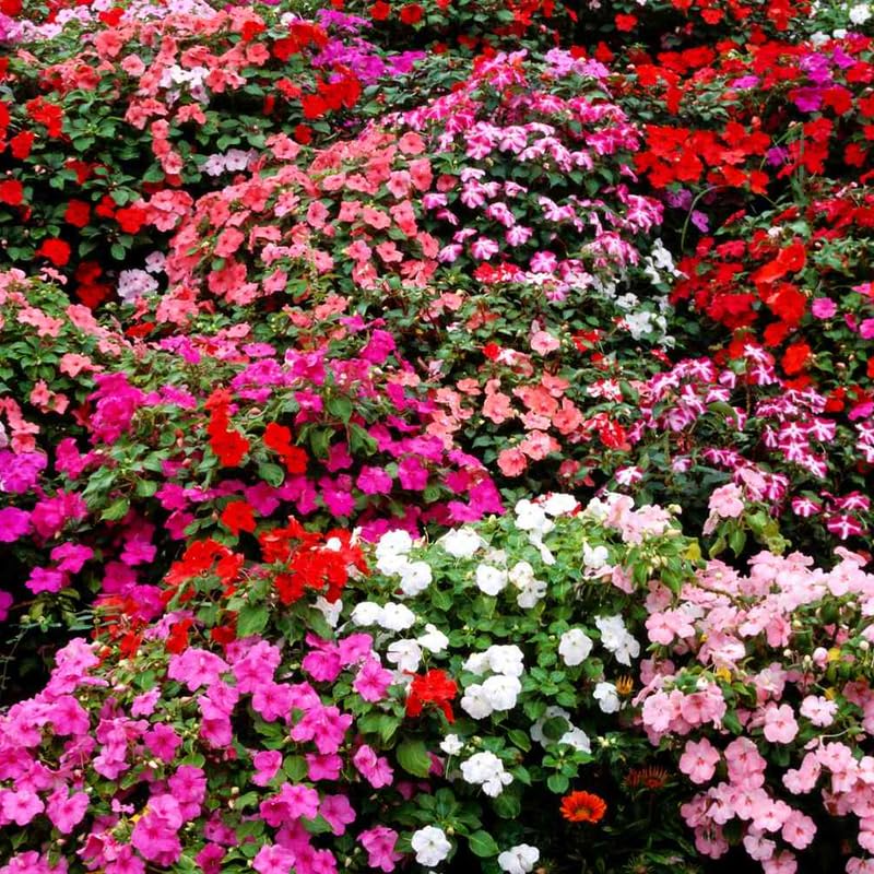 Set of 2 Impatiens Plants Live, 3-5" Tall Flowering Clumps, Random Color Impatiens Flowers Live Plants for Outdoor Garden, Patio, Containers