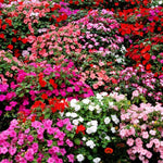 3 Impatiens Plants Live, Random Color Impatiens Flowers for Outdoor Garden, Clumps 3-5" Tall, in Pot