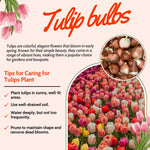 Ice Cream Tulip Bulbs, Spring Blooms Flowers, 5 Bulbs per Pack, Plant in Gardens, Borders & Flowerbeds
