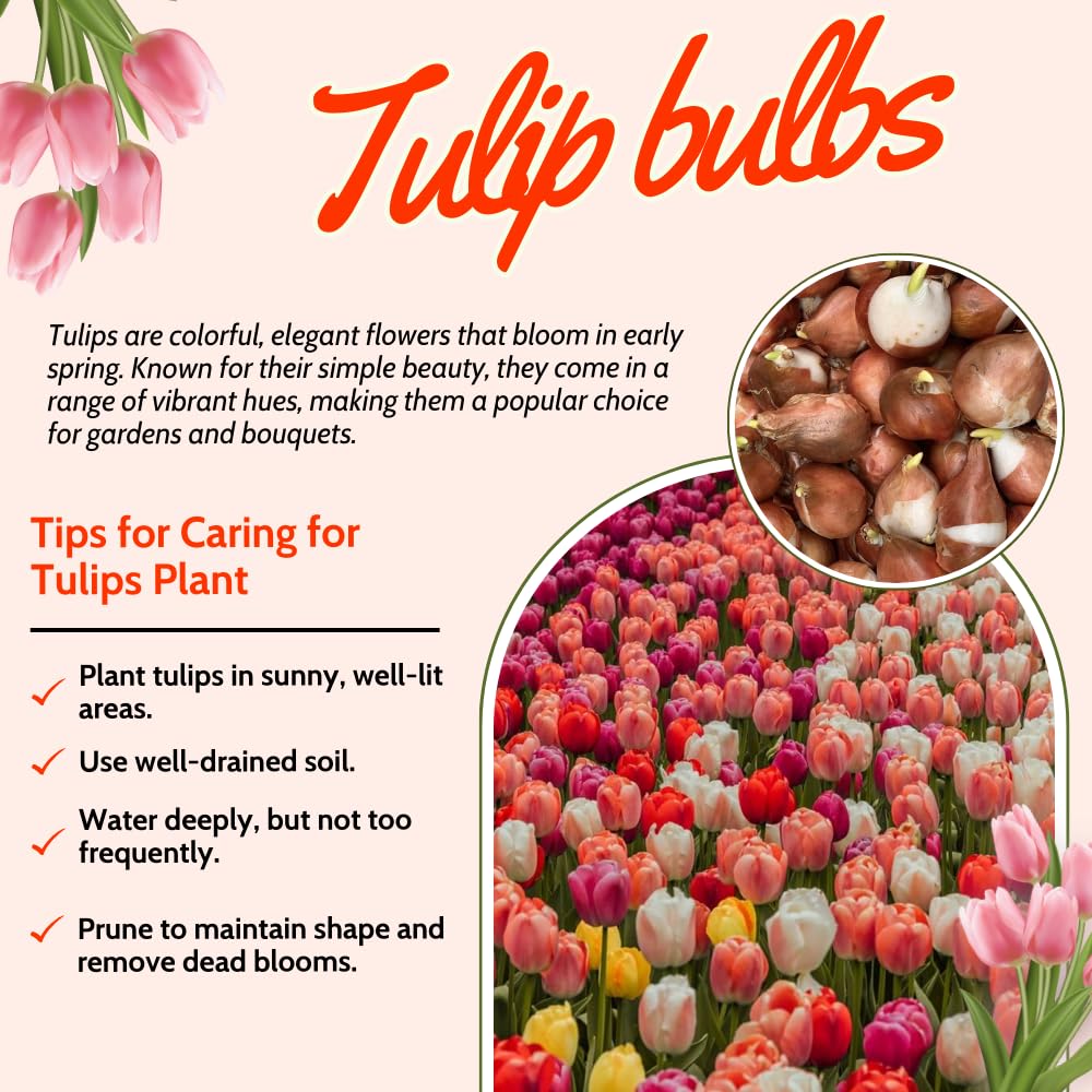 Ice Cream Tulip Bulbs, Spring Blooms Flowers, 5 Bulbs per Pack, Plant in Gardens, Borders & Flowerbeds