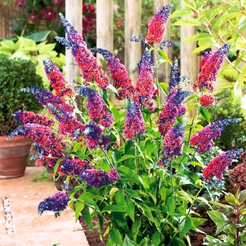Mixed Butterfly Bush Buddleia Butterfly Plant Live, 4-9" Tall Well-Rooted for Outdoor Gardens, Perennial Shrub, No Pot