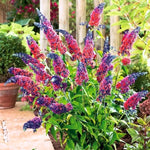 Pack of 2 Mixed Butterfly Bush Live Plant, Fragrant Buddleia Shrub, 4-9 Inch Height, Vibrant Blooms for Landscaping