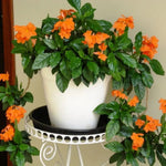 Set 4 of Orange Crossandra Plants Live from 4 Inc Tall in 4'' Potted, Live Crossandra Plants Garden