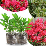 2 Azalea Plants Live 5-9" in Tall, Silver Rhododendron Tree Live Plants Like, Established Root, Vibrant Bloom, Red Variegated