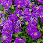 Verbena Plants Live, Verbena Plant from 4-8 Inches Tall, Long Blooming Outdoor Flower Plant for Garden Beds, Hanging Baskets and Containers (Purple)
