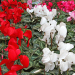 Random Cyclamen Plant Live, Flowering Houseplant, 4" Pot