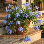 10 Blue Plumbago Cuttings for Planting, Blue Blooming Outdoor Shrub Cuttings, 6-8 Inch Tall