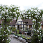 White Rose Climbing Live Starter Plant, Fragrant White Climbing Rose for Planting Outdoor, No Pot, 1 Year Old Rose Plant, Well-Rooted Rose Plants Live Ready to Plant