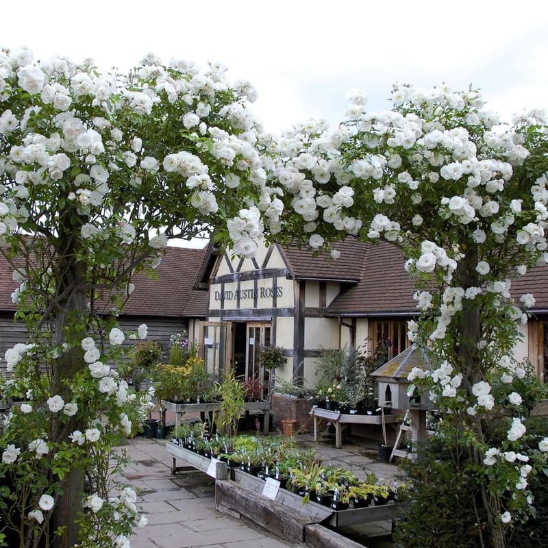 White Rose Climbing Live Starter Plant, Fragrant White Climbing Rose for Planting Outdoor, No Pot, 1 Year Old Rose Plant, Well-Rooted Rose Plants Live Ready to Plant
