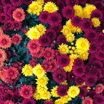 Pack 3 Mix Chrysanthemum Plants, Mums Plants Live, 3 to 6 Inch Tall Garden Mum Live Plant, Vibrant Fall Blooms, Hardy Chrysanthemum Flowers, No Pot