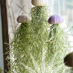 Air Plants Spanish Moss for Plants Indoor, Tillandsia Air Plant Live, Air Purifying Plant Indoor, Clump 10" Long for Home Garden Decoration, Hanging Houseplant