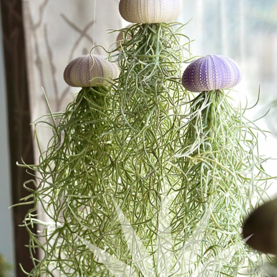 Indoor Plants flower arrangements