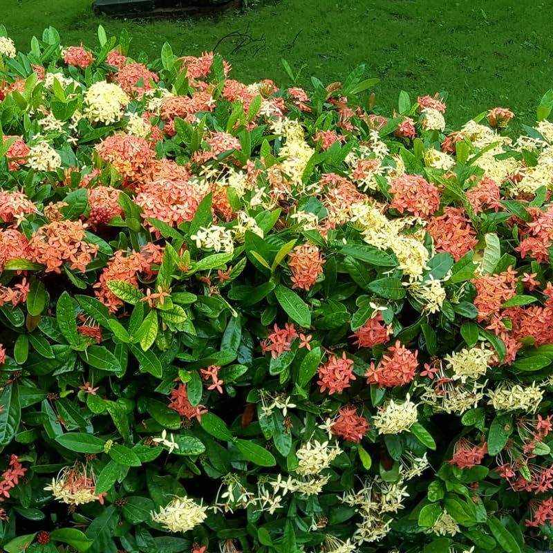 3 Mixed Ixora Plants Live, Flowering Ixora Bush Shrub, 5-9” Tall, Tropical Ixora Well-Rooted for Planting Home Garden