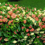 3 Ixora Plants Live, Flowering Ixora Bush Shrub, 5-9” Tall, Tropical Ixora Well-Rooted for Planting Home Garden