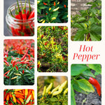 Hot Pepper Plants, 2 Pcs in Pot, Red Pepper Seedling, Pepper Plants Live for Planting, Ready for Edible Gardening, Zones 9 to 11
