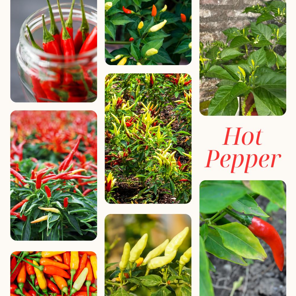 Hot Pepper Plants, 2 Pcs in Pot, Red Pepper Seedling, Pepper Plants Live for Planting, Ready for Edible Gardening, Zones 9 to 11