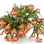 True Thanksgiving Cactus Plant Live in 4" Pot, Ready to Bloom, Holiday Christmas Cactus Plants Live, Vibrant Blooms (Orange)