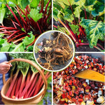 3 Victoria Rhubarb Roots for Planting, Rhubarb Crowns 3-5 Inch Tall, Rhubarb Plants for Planting, Perennial Vegetable Roots