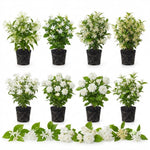 2 Mix Jasmine Live Plants, Fragrant Flowering Shrubs, 4-6" Tall