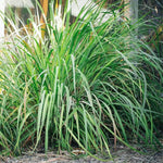 Pack 3 Big Lemon Grass Live Plants, Lemongrass Plants for Outside Planting, Indoor Outdoor Herb Rooted Stalks