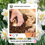 20 Daffodil Bulbs for Fall Planting, Spring-Blooming Narcissus Bulbs, Bulk Top Size Bulbs for Gardens, Borders and Flowerbeds Planting (Double Daffodil Bulbs)
