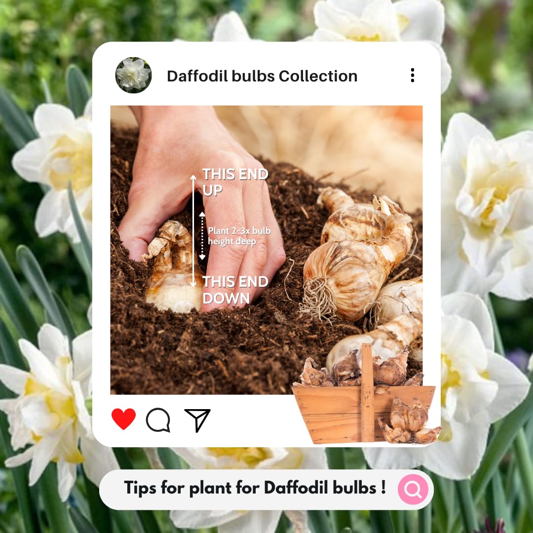 20 Daffodil Bulbs for Fall Planting, Spring-Blooming Narcissus Bulbs, Bulk Top Size Bulbs for Gardens, Borders and Flowerbeds Planting (Double Daffodil Bulbs)