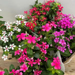3 Vinca Flowers Plants Live, Minor Periwinkle Live Plants for Outdoor Planting, Random Bloom in 4 Inches Pot, Can Grow as Trailling Plant