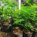 2 to 4 Live Moringa Trees Plants, Cold Hardy for Outdoor Garden, Zones 4-9, Well-Rooted Plant in Pot, Moringa Oleifera Malunggay Horseradish Trees