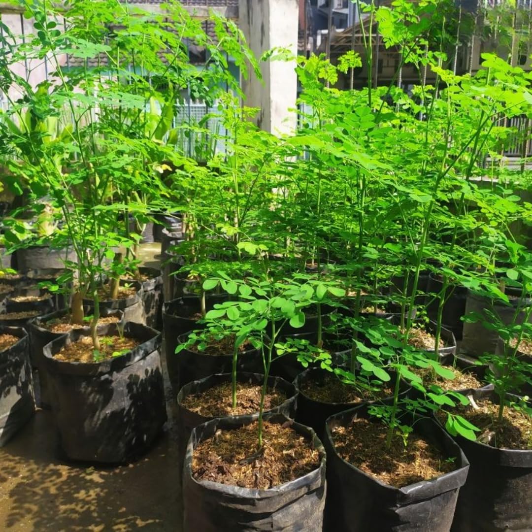 2 to 4 Live Moringa Trees Plants, Cold Hardy for Outdoor Garden, Zones 4-9, Well-Rooted Plant in Pot, Moringa Oleifera Malunggay Horseradish Trees