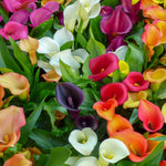 Set 4 Mixed Calla Lily Bulbs - Colorful Calla Lily Flower Bulbs for Garden, Easy to Grow Summer Blooming Flowers - Cut Flower Variety Pack