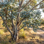 2 Silver Dollar Eucalyptus Live Plants, Fragrant Eucalyptus Herb for Garden and Patio Containers, 2-5 Inches Tall Plugs