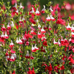 Hot Lips Salvia Plant, 4 Inch Pot Live Flowering Perennial, Red White Blooms, 4-8" Tall Hot Lips Salvia Sage Plants for Outdoor Garden