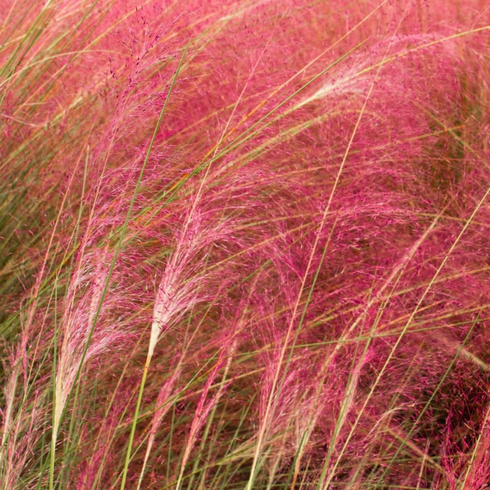 Pack 2 Grass Plants Live for Growing, Ornamental Grasses Live Plants Perennial 5-9 Inch Tall (Ruby Muhly Grass Plants)
