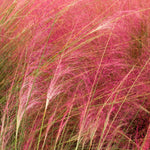 Set 2 Grass Plants Live for Planting, 5-9 Inch Tall, Ornamental Grasses Live Plants Perennial Grass, Well-Rooted (Ruby Muhly Grass)