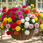 Mix Moss Rose Plants Live, 3 to 5 Inc Tall, Moss Rose Portulaca Plants, Ground Cover Plant Hanging Basket Trellis Plant, 2 Pots
