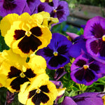 Pack 2 Pots Pansy Plants, Colorful Pansies in 4 Inch Pots, 3-6" Tall Annual Flowering Plants, Live Pansy Flower Plant for Gardening