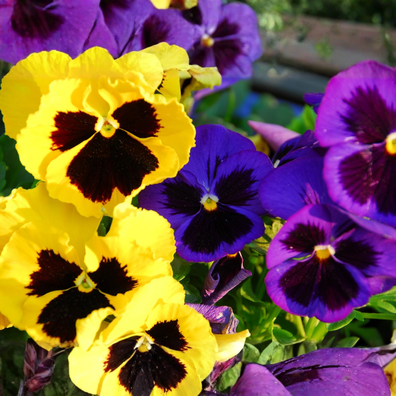 Pack 2 Pots Pansy Plants, Colorful Pansies in 4 Inch Pots, 3-6" Tall Annual Flowering Plants, Live Pansy Flower Plant for Gardening