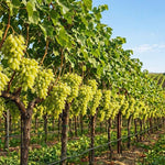 10 Green Grape Cuttings for Planting, Grape Vine Plant, Sweet Fruit Garden, 6 to 8'' Tall Cuttings