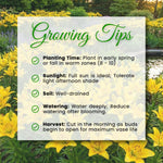 Yellow Lily Bulbs for Planting, Bright Sunny Blooms, Summer Flowering Perennial Garden Flowers, Lily Bulbs for Containers and Outdoor Garden, 4 Bulbs