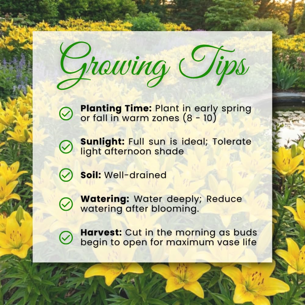 Yellow Lily Bulbs for Planting, Bright Sunny Blooms, Summer Flowering Perennial Garden Flowers, Lily Bulbs for Containers and Outdoor Garden, 4 Bulbs