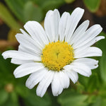 White Daisy Plant, 2-5 Inch Tall Daisies Starter Plants, Hardy Daisy Flowering Perennial for Outdoor Garden, Starter Plant in Soil, No Pot