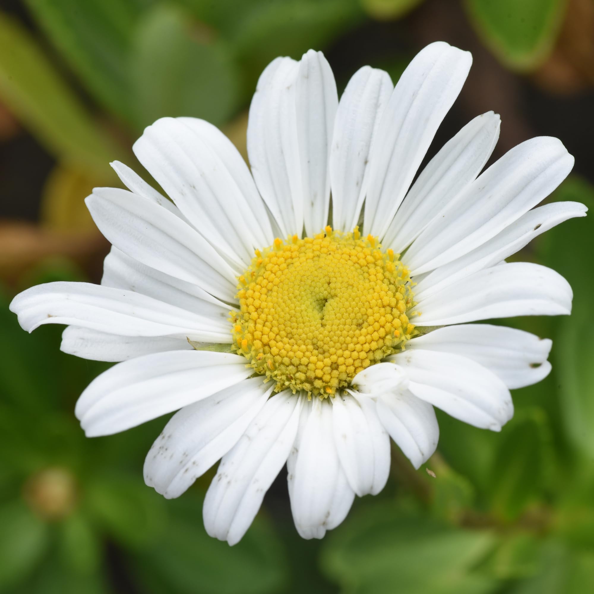White Daisy Plant, 2-5 Inch Tall Daisies Starter Plants, Hardy Daisy Flowering Perennial for Outdoor Garden, Starter Plant in Soil, No Pot