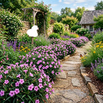 Set 6 of Pink Mexican Petunia Live Plants, Petunia Flower Plants Live from 4 Inc Tall, Shrub Plant
