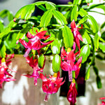 True Christmas Cactus Live Plant, Vibrant Pink Christmas Cactus Houseplant 4-6 Inch, Holiday Succulent Flower for Hanging Basket, Container