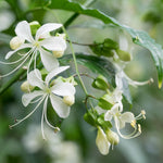 2 Clerodendrum Live Plants 4-7 Inches, Trailing Light Bulb Flowering Shrub, Indoor or Outdoor Ornamental (Random Clerodendrum)